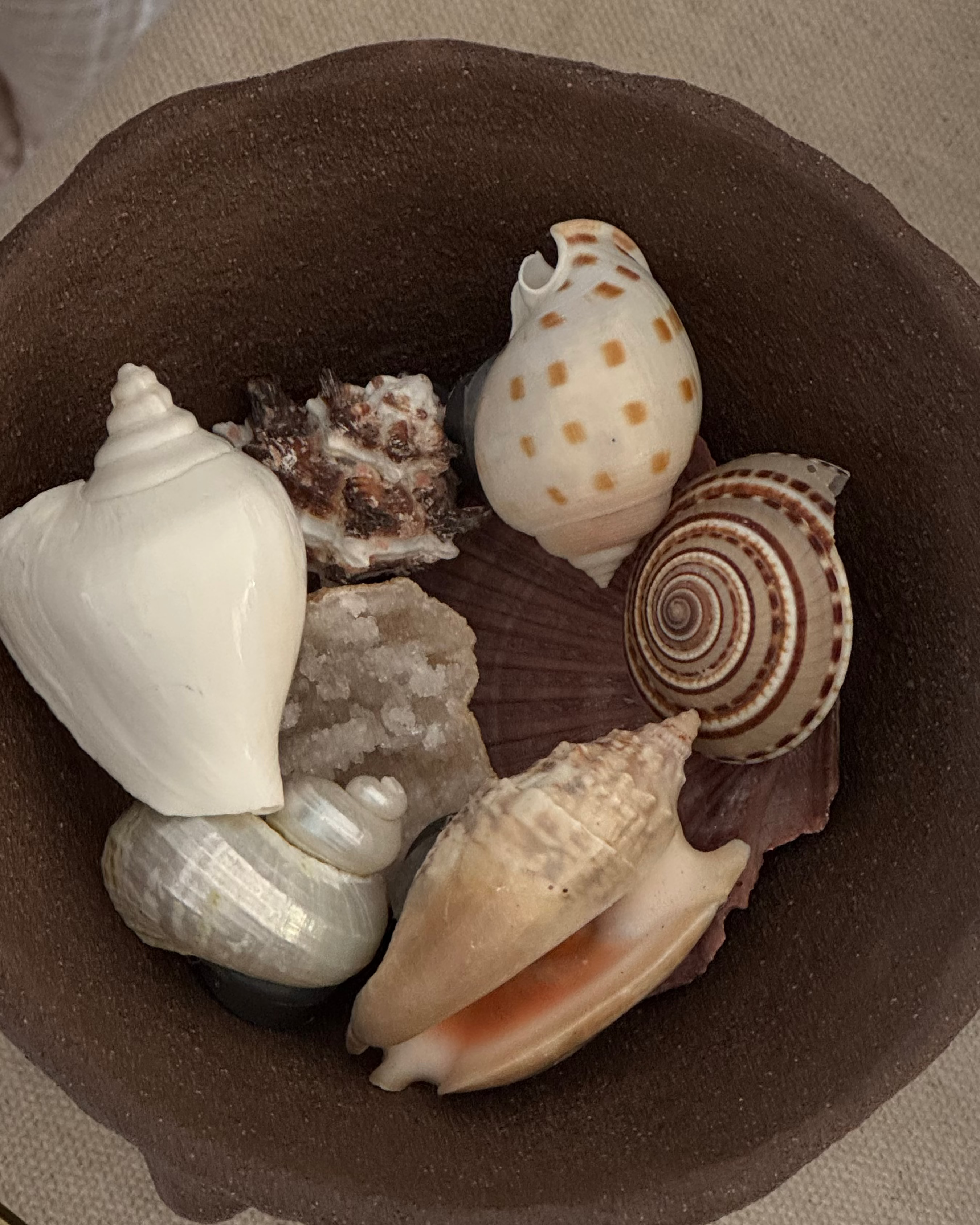 Assorted Shell Magnets