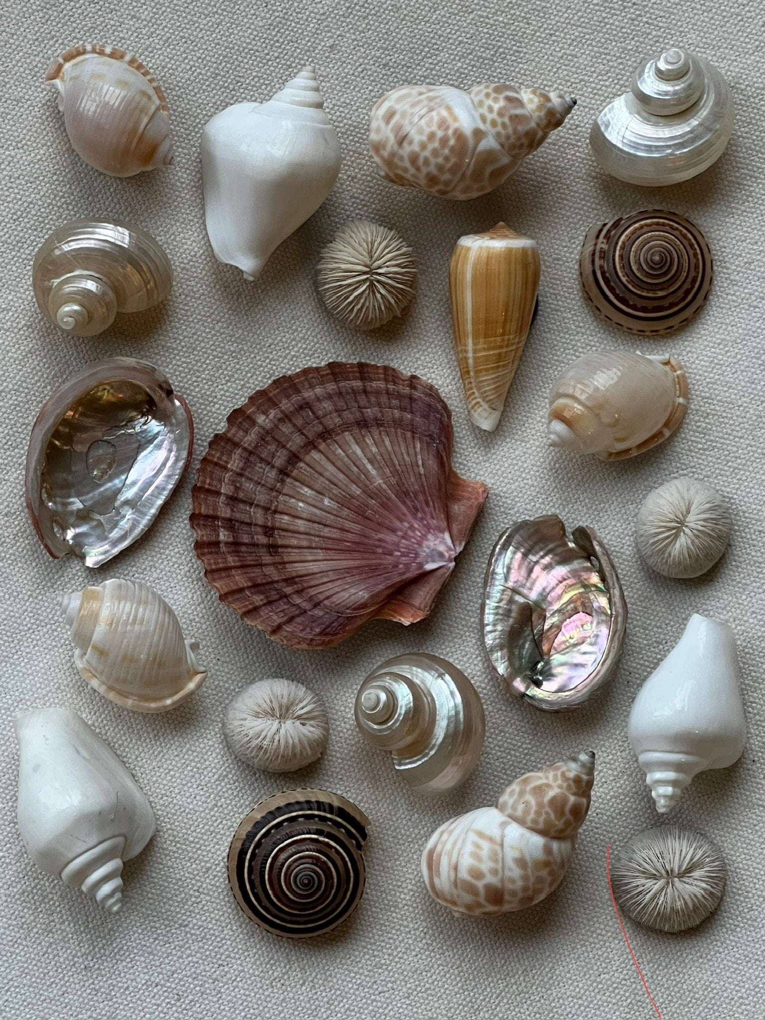 Assorted Shell Magnets